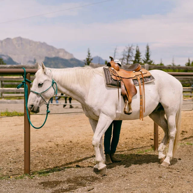 Bow Valley Equine Adaptive - BVEA - Horses - Jericho Bow Valley Equine Adaptive - BVEA - Horses - Jericho