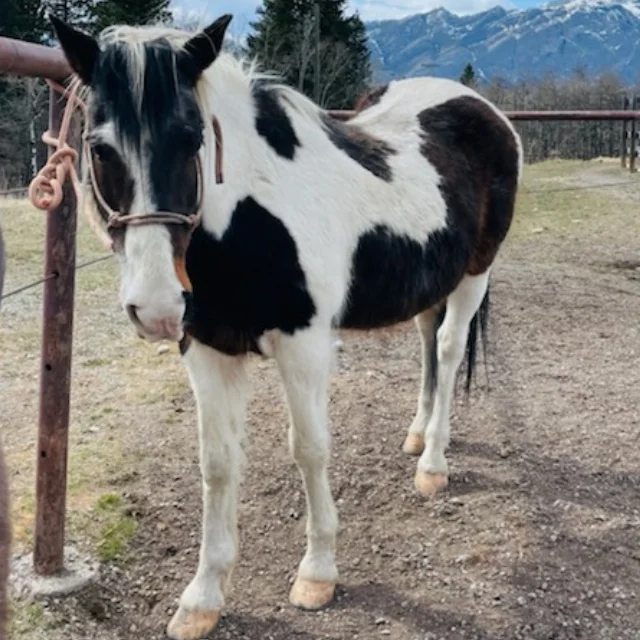 Name: Bandit